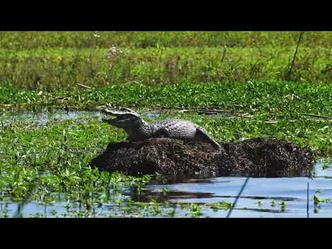 Gator Kingdom video project by Squeegie Studios